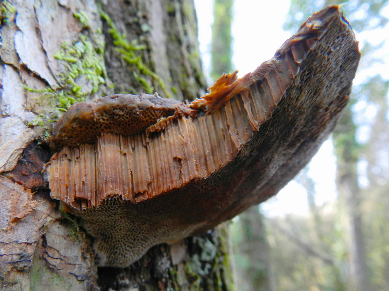 Ganoderma sp.??